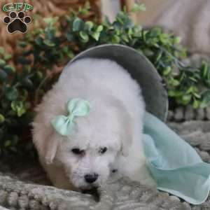 Gracie, Bichon Frise Puppy